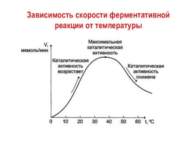 Зависимость скорости ферментативной реакции от температуры Зависимость скорости ферментативной реакции от температуры