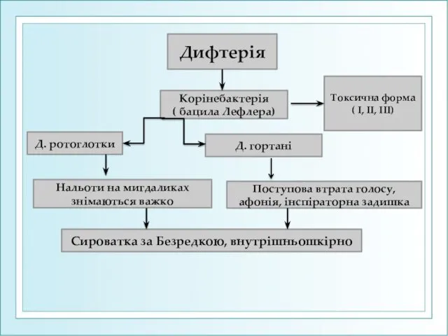 Дифтерія Корінебактерія ( бацила Лефлера) Д. ротоглотки Д. гортані Нальоти