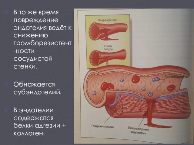 В то же время повреждение эндотелия ведёт к снижению тромборезистент