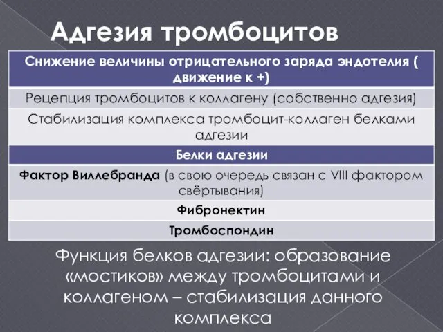 Адгезия тромбоцитов Функция белков адгезии: образование «мостиков» между тромбоцитами и коллагеном – стабилизация данного комплекса