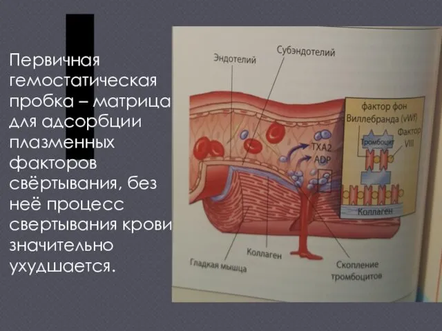 Первичная гемостатическая пробка – матрица для адсорбции плазменных факторов свёртывания,