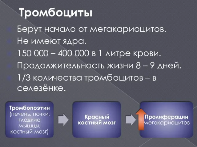 Тромбоциты Берут начало от мегакариоцитов. Не имеют ядра. 150 000