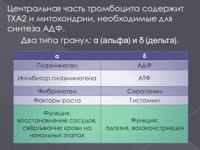 Центральная часть тромбоцита содержит ТХА2 и митохондрии, необходимые для синтеза