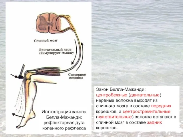 Закон Белла-Мажанди: центробежные (двигательные) нервные волокна выходят из спинного мозга