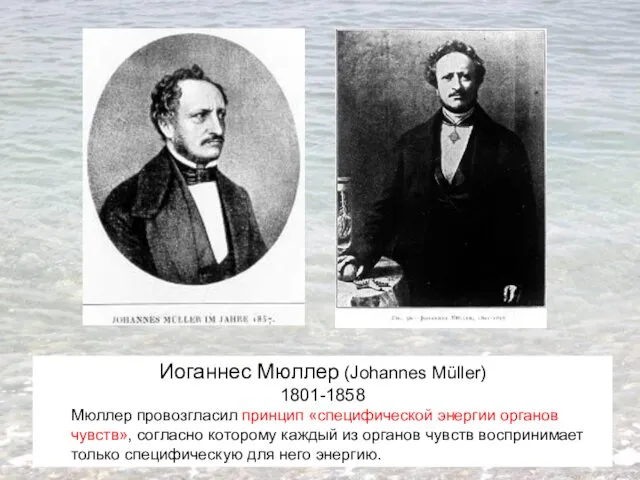 Иоганнес Мюллер (Johannes Müller) 1801-1858 Мюллер провозгласил принцип «специфической энергии