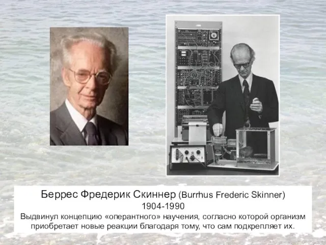 Беррес Фредерик Скиннер (Burrhus Frederic Skinner) 1904-1990 Выдвинул концепцию «оперантного»