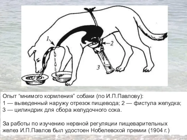 Опыт “мнимого кормления” собаки (по И.П.Павлову): 1 — выведенный наружу