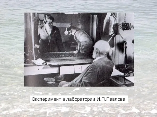 Эксперимент в лаборатории И.П.Павлова