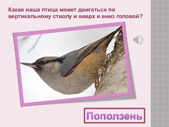 Какая наша птица может двигаться по вертикальному стволу и вверх и вниз головой?