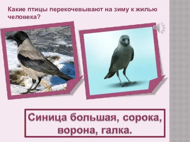 Какие птицы перекочевывают на зиму к жилью человека?