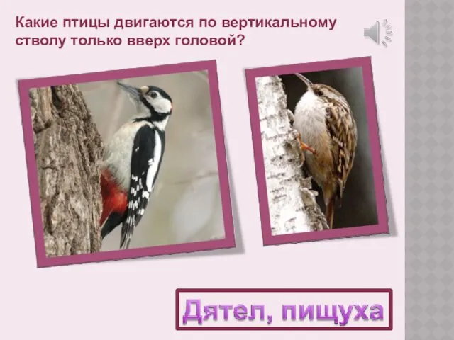 Какие птицы двигаются по вертикальному стволу только вверх головой?