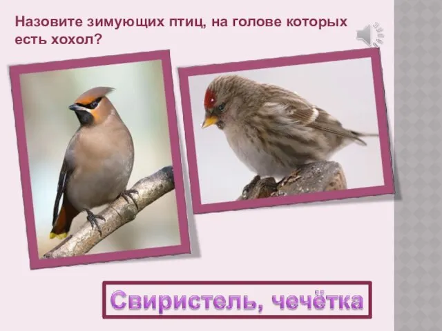 Назовите зимующих птиц, на голове которых есть хохол?