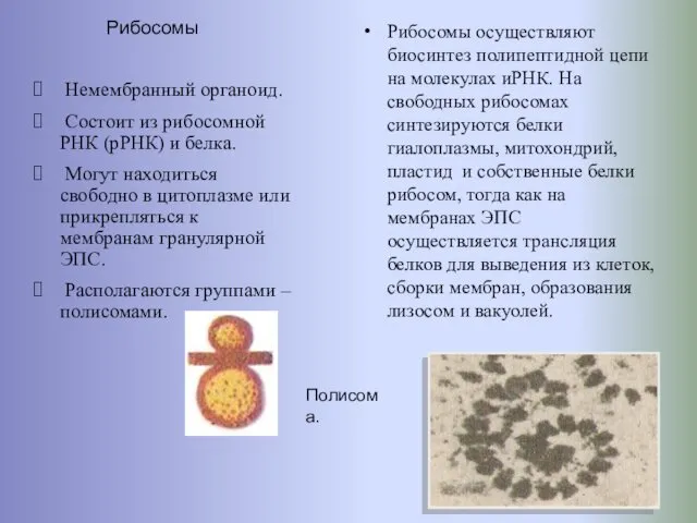 Рибосомы Немембранный органоид. Состоит из рибосомной РНК (рРНК) и белка.