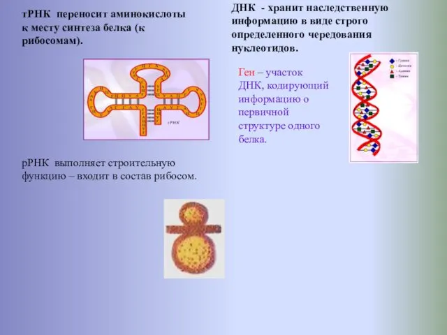 тРНК переносит аминокислоты к месту синтеза белка (к рибосомам). ДНК - хранит наследственную