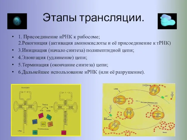 Этапы трансляции. 1. Присоединение иРНК к рибосоме; 2.Рекогниция (активация аминокислоты