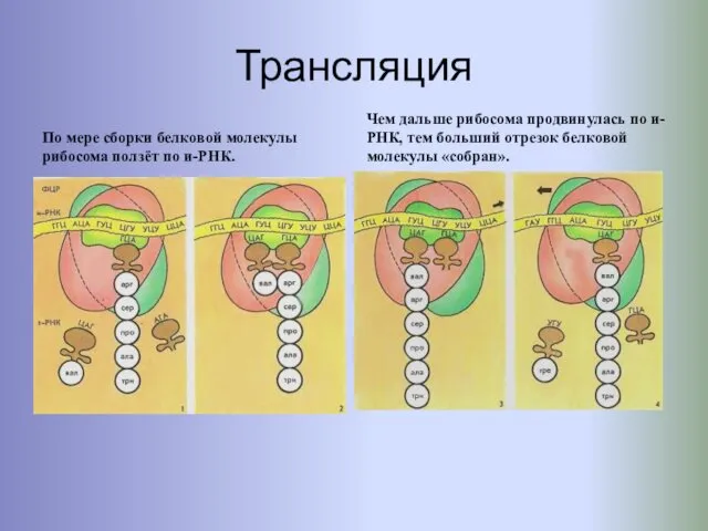 Трансляция По мере сборки белковой молекулы рибосома ползёт по и-РНК. Чем дальше рибосома