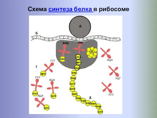 Схема синтеза белка в рибосоме