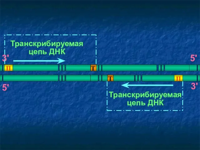 Транскрибируемая цепь ДНК Транскрибируемая цепь ДНК