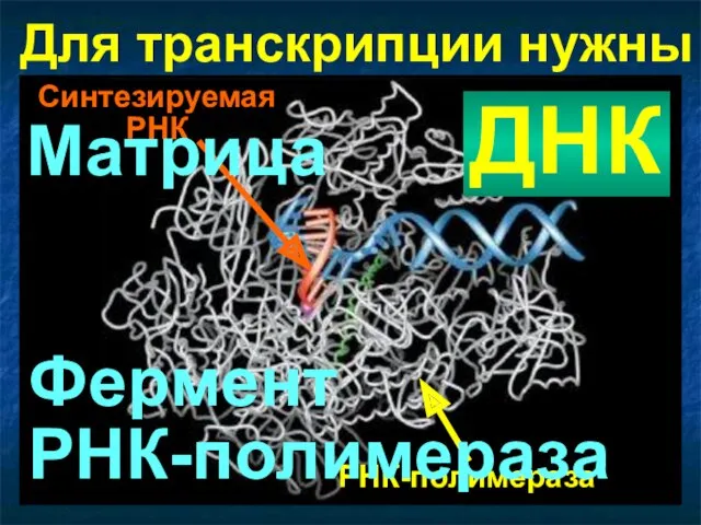 РНК-полимераза Синтезируемая РНК Для транскрипции нужны ДНК Матрица Фермент РНК-полимераза