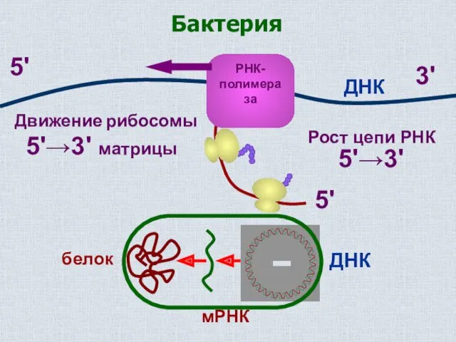 5' Движение рибосомы 5'→3' матрицы Рост цепи РНК 5'→3' 5' 3' ДНК
