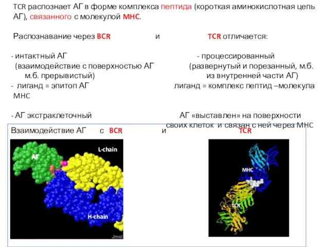 TCR распознает АГ в форме комплекса пептида (короткая аминокислотная цепь