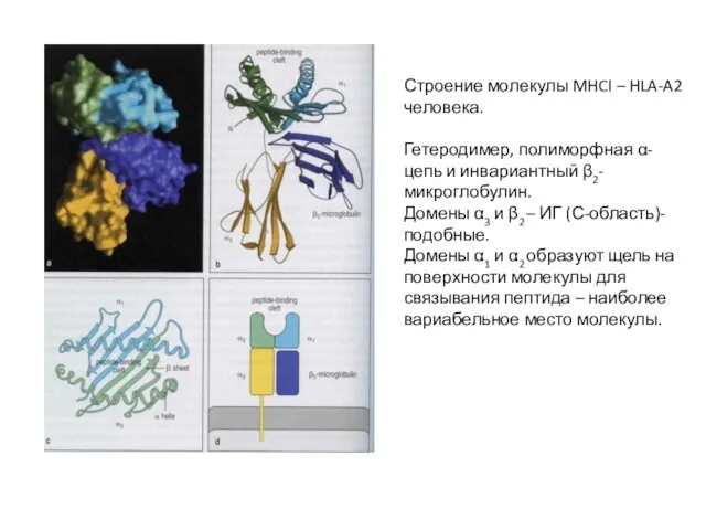 Строение молекулы MHCI – HLA-A2 человека. Гетеродимер, полиморфная α-цепь и