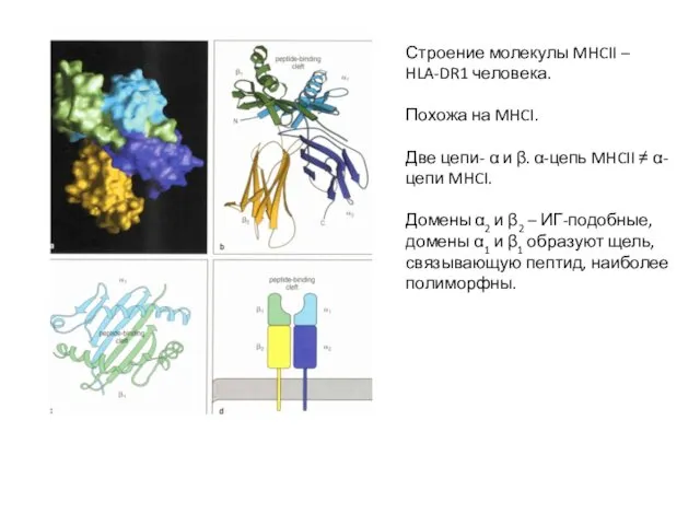 Строение молекулы MHCII – HLA-DR1 человека. Похожа на MHCI. Две