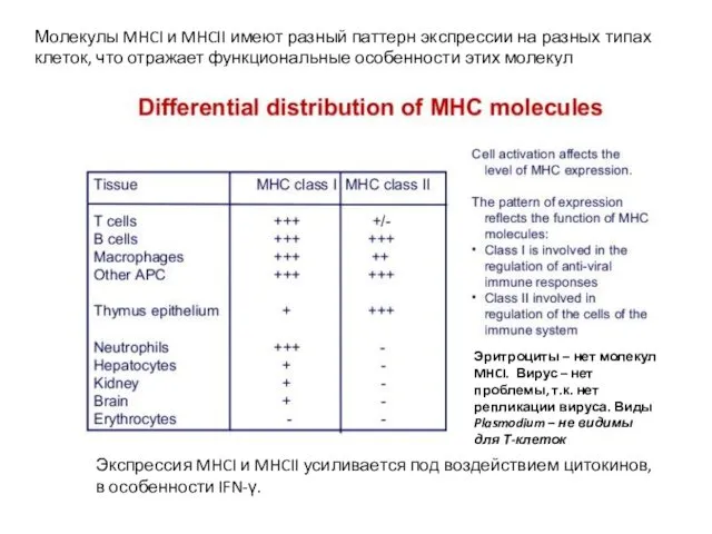Молекулы MHCI и MHCII имеют разный паттерн экспрессии на разных