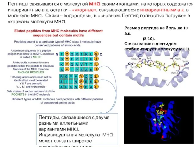 Пептиды связываются с молекулой MHCI своими концами, на которых содержатся