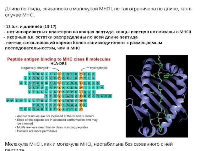 Длина пептида, связанного с молекулой MHCII, не так ограничена по