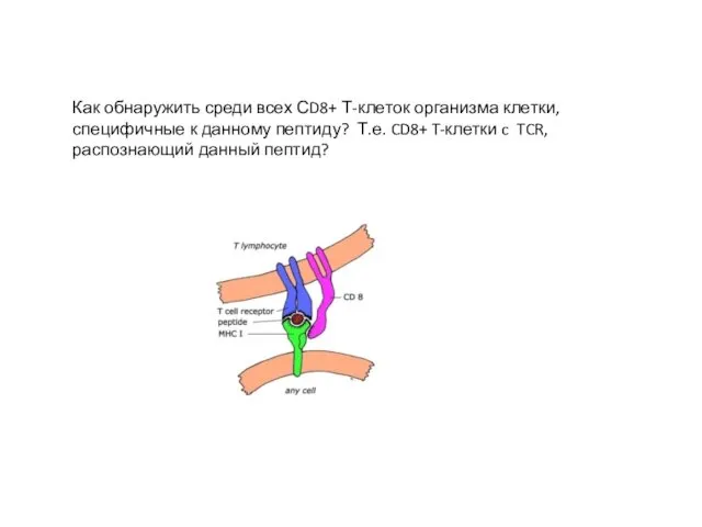 Как обнаружить среди всех СD8+ Т-клеток организма клетки, специфичные к