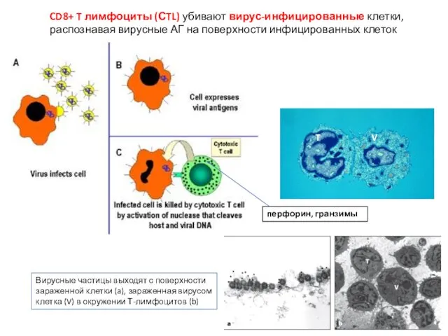 CD8+ T лимфоциты (СTL) убивают вирус-инфицированные клетки, распознавая вирусные АГ