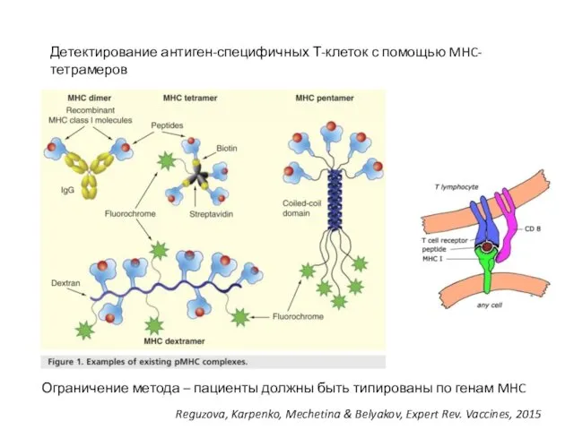 Детектирование антиген-специфичных Т-клеток с помощью MHC-тетрамеров Reguzova, Karpenko, Mechetina &
