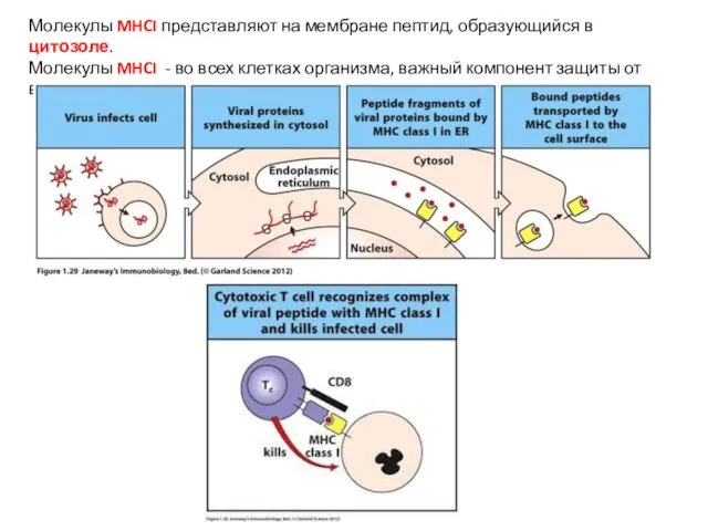 Молекулы MHCI представляют на мембране пептид, образующийся в цитозоле. Молекулы