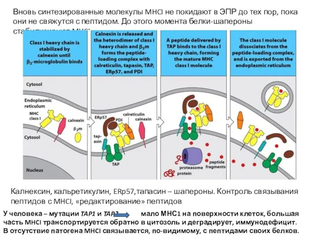 Вновь синтезированные молекулы MHCI не покидают в ЭПР до тех