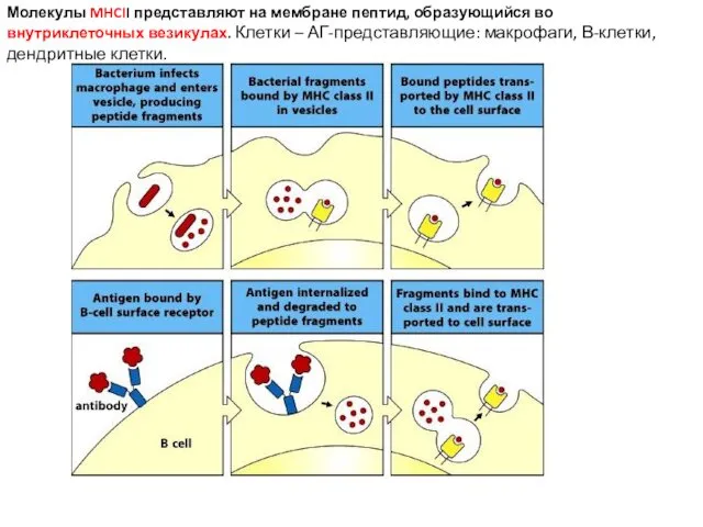 Молекулы MHCII представляют на мембране пептид, образующийся во внутриклеточных везикулах.