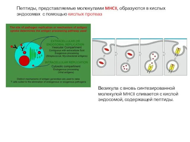 Пептиды, представляемые молекулами MHCII, образуются в кислых эндосомах с помощью