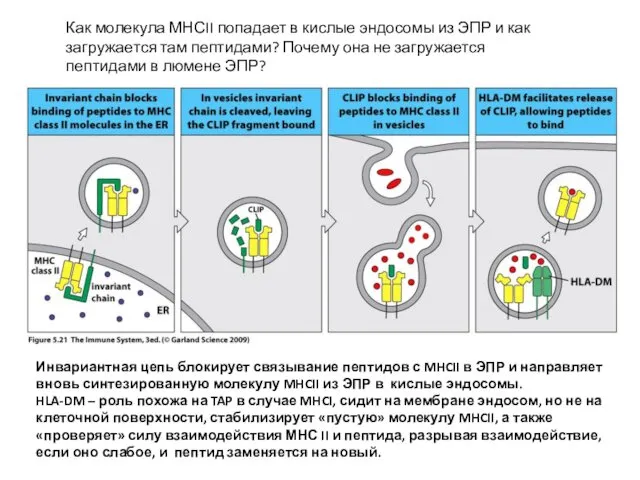 Инвариантная цепь блокирует связывание пептидов с MHCII в ЭПР и