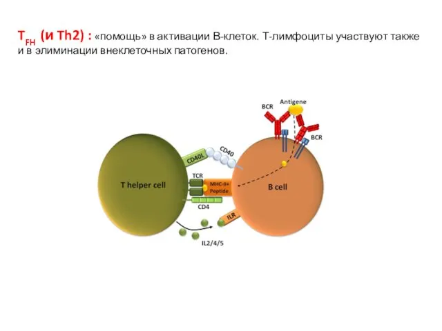 TFH (и Th2) : «помощь» в активации В-клеток. Т-лимфоциты участвуют также и в элиминации внеклеточных патогенов.