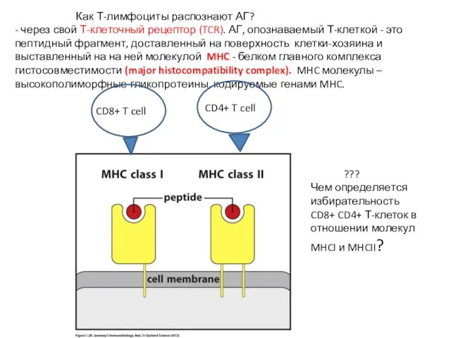 Как Т-лимфоциты распознают АГ? - через свой Т-клеточный рецептор (TCR).