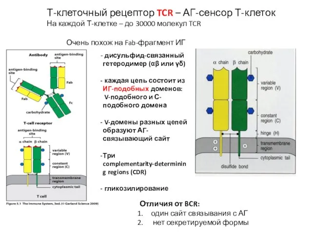 Т-клеточный рецептор TCR – АГ-сенсор Т-клеток На каждой Т-клетке –