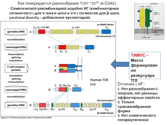 Как генерируется разнообразие TCR? ~1018 (в СDR3) Соматической рекомбинацией подобно