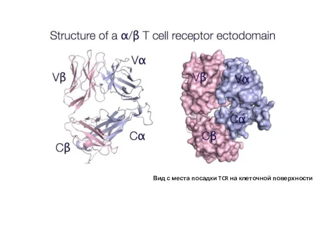 Вид с места посадки TCR на клеточной поверхности