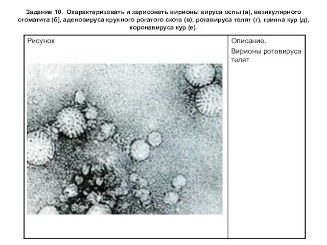 Задание 10. Охарактеризовать и зарисовать вирионы вируса оспы (а), везикулярного