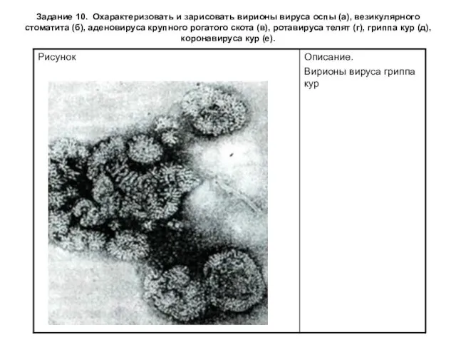 Задание 10. Охарактеризовать и зарисовать вирионы вируса оспы (а), везикулярного