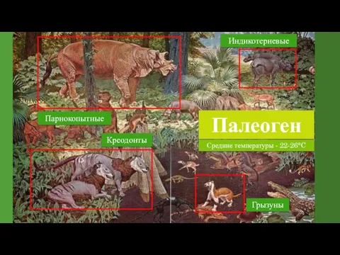Палеоген Средние температуры - 22-26°C Грызуны Индикотериевые Парнокопытные Креодонты