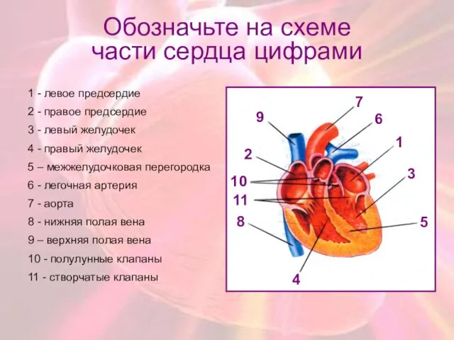 Обозначьте на схеме части сердца цифрами 1 - левое предсердие