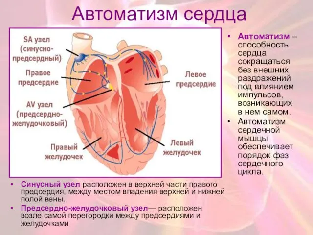 Автоматизм сердца Cинусный узел расположен в верхней части правого предсердия,