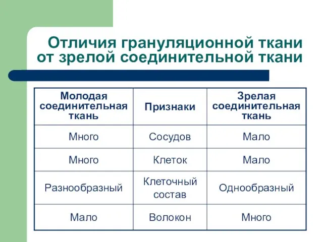 Отличия грануляционной ткани от зрелой соединительной ткани