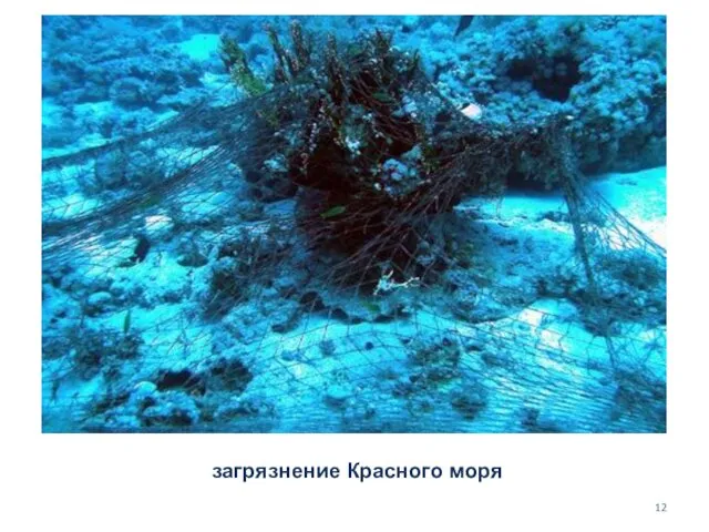 загрязнение Красного моря